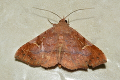 Eulepidotinae