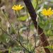 Crepis foetida rhoeadifolia - Photo (c) Norbert Sauberer,  זכויות יוצרים חלקיות (CC BY-NC), הועלה על ידי Norbert Sauberer