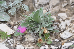 Psephellus marschallianus