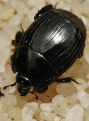 Histerinae