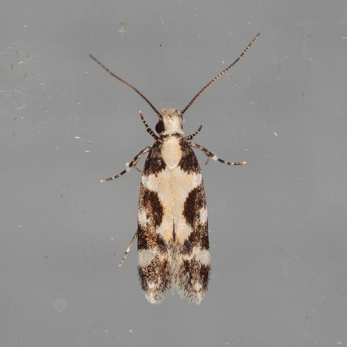 Teaweed Moth photo 2