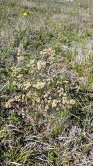 Trinia multicaulis
