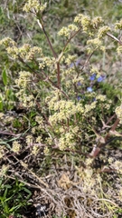 Trinia multicaulis