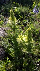 Pedicularis sibthorpii