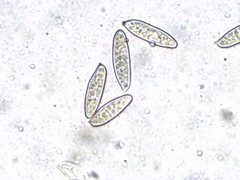 Chroogomphus jamaicensis