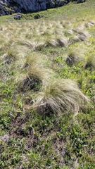 Stipa tirsa
