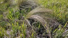 Stipa tirsa