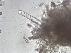 Chroogomphus jamaicensis