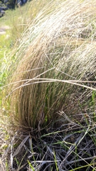 Stipa tirsa