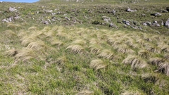 Stipa tirsa
