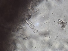 Chroogomphus jamaicensis