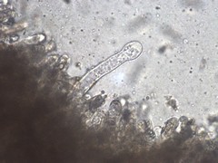 Chroogomphus jamaicensis