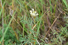 Astragalus zingeri
