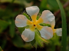Euploca parciflora