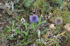 Echinops tataricus