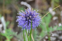 Echinops tataricus