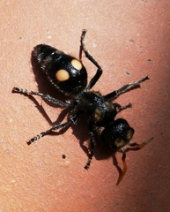 Hoplomutilla insignis