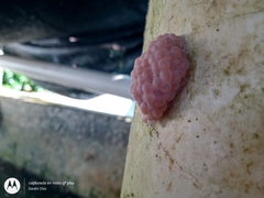 Pomacea catemacensis