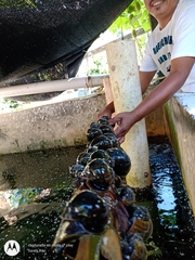 Pomacea catemacensis