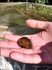 Pomacea catemacensis