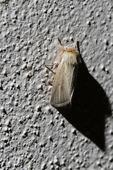 Sesamia nonagrioides