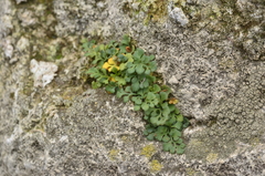 Asplenium ruta-muraria
