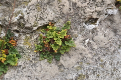 Asplenium ruta-muraria