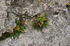 Asplenium ruta-muraria