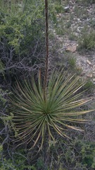 Agave striata