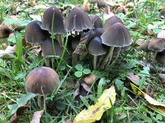 Coprinellus marculentus
