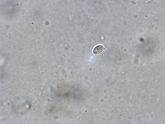 Clitocybe subditopoda