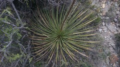Agave striata