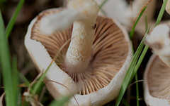 Agaricales