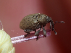 Sibinia viscariae