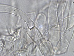 Clitocybe subditopoda