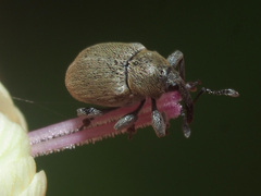 Sibinia viscariae