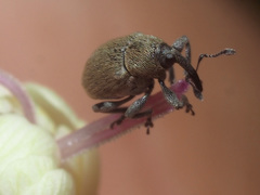 Sibinia viscariae