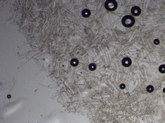 Clitocybe subditopoda