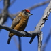 Ochraceous Piculet - Photo (c) Frederico Acaz Sonntag, some rights reserved (CC BY-NC), uploaded by Frederico Acaz Sonntag