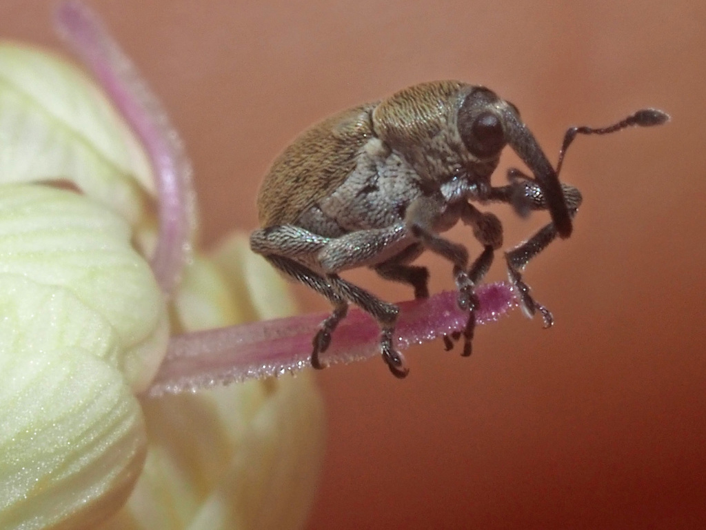 Sibinia viscariae