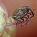 Sibinia viscariae - Photo (c) Felix Riegel, μερικά δικαιώματα διατηρούνται (CC BY-NC), uploaded by Felix Riegel