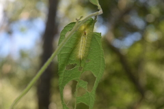 Apatelodidae