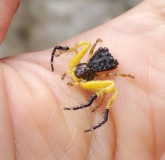Phrynarachne ceylonica