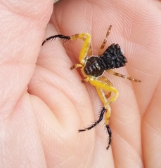Phrynarachne ceylonica