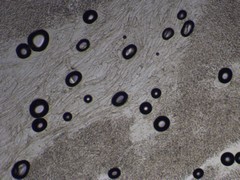 Clitocybe subditopoda