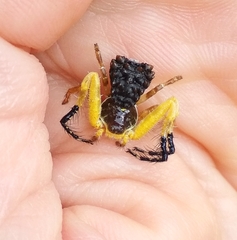 Phrynarachne ceylonica