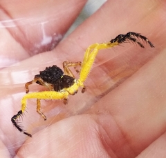 Phrynarachne ceylonica