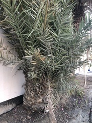 Phoenix dactylifera