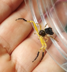 Phrynarachne ceylonica