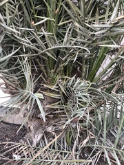 Phoenix dactylifera